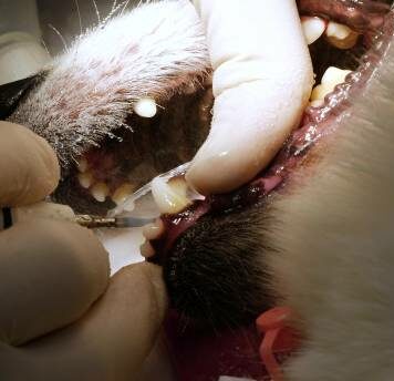 Zubní kámen u psa může být příčinou celé řady zdravotních obtíží. Odstraní jej na Veterinární klinice Vethope